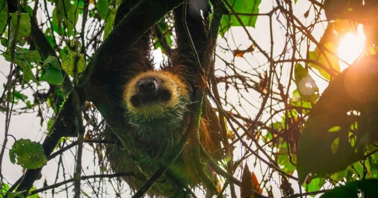 Bogarin Trail Vs Sloth Territory: Which Costa Rica Wildlife Refuge ...